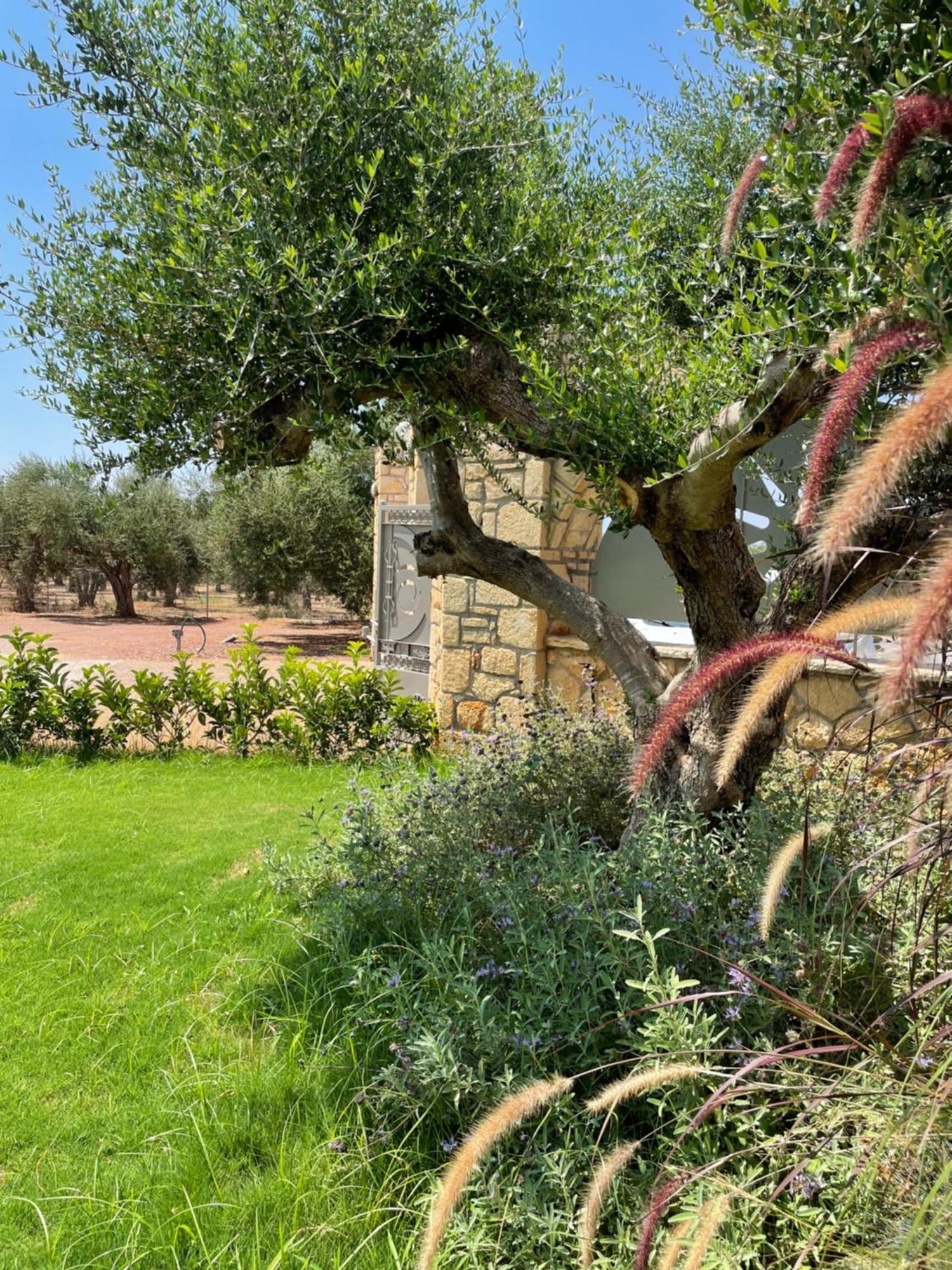Entheon Olive - Poolside Retreats